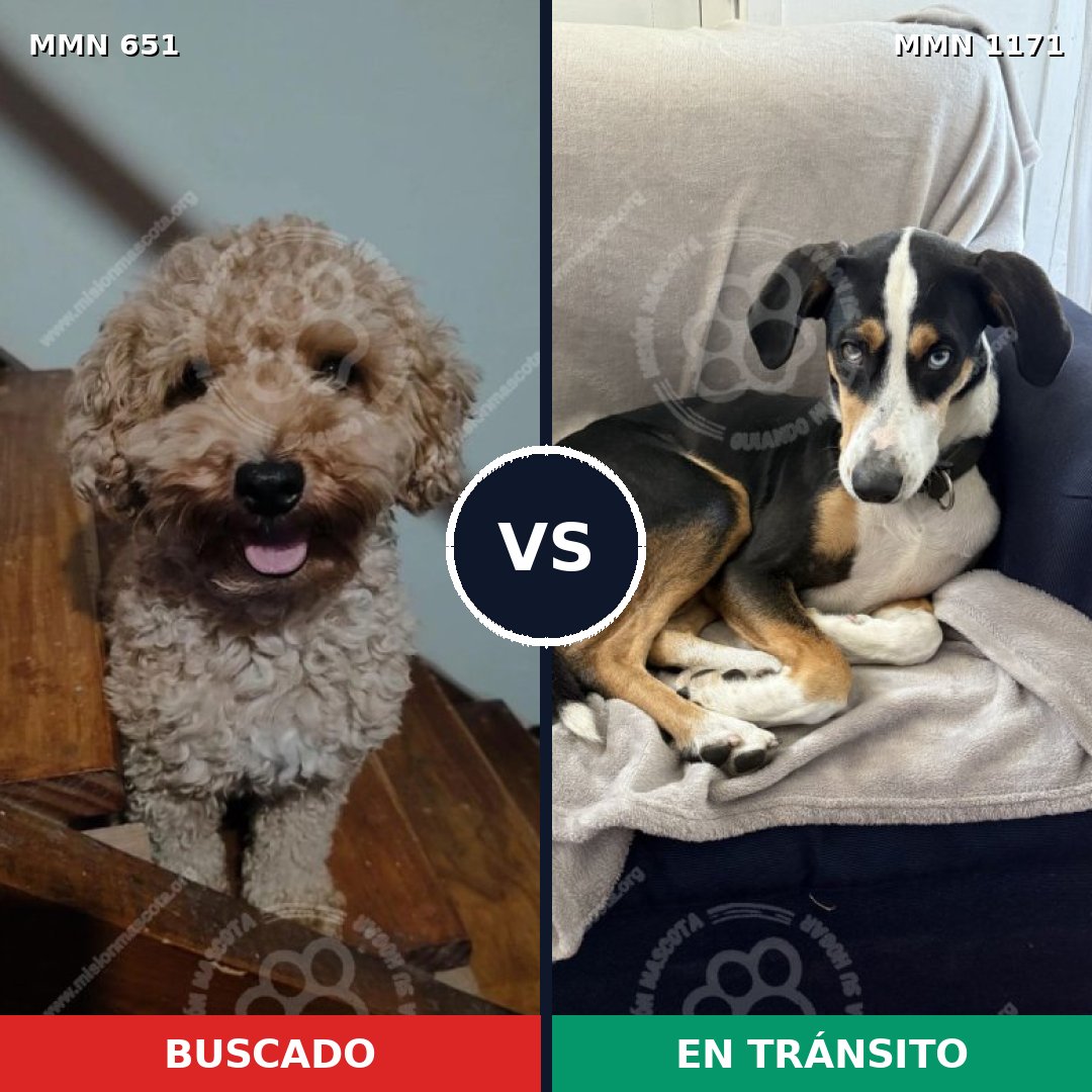 Comparativa MMS 17856: mascota perdida y mascota encontrada, 26% de similitud