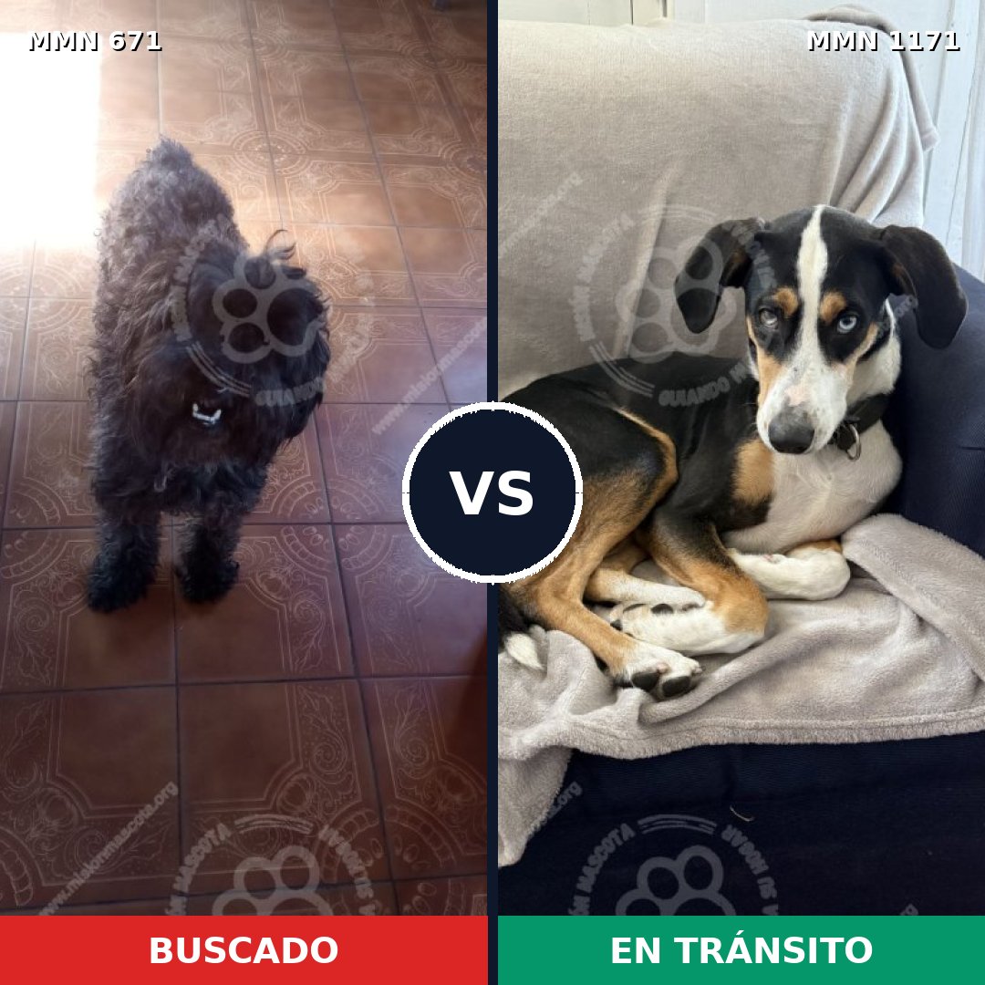 Comparativa MMS 17859: mascota perdida y mascota encontrada, 35% de similitud