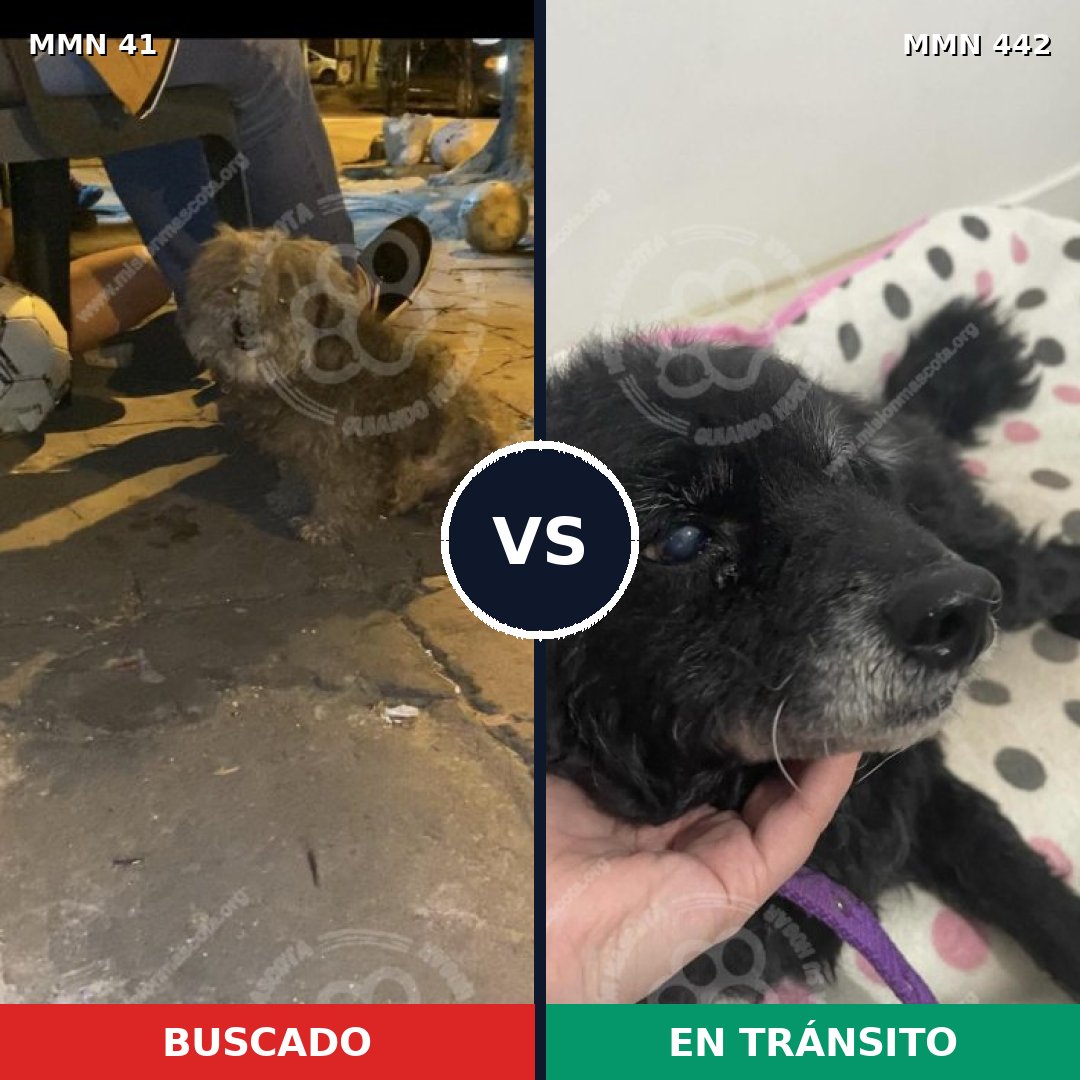 Comparativa MMS 1786: mascota perdida y mascota encontrada, 66% de similitud