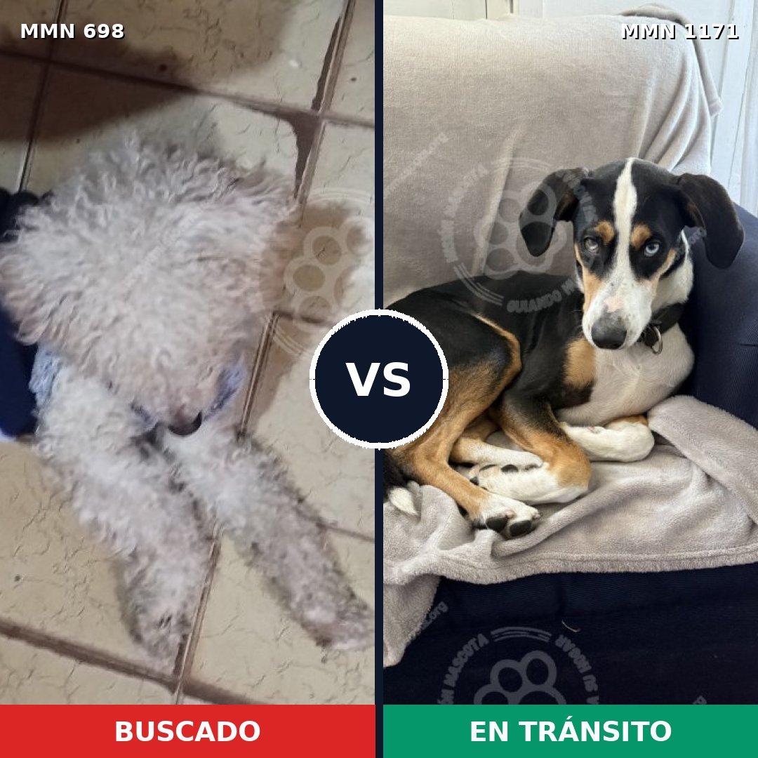 Comparativa MMS 17861: mascota perdida y mascota encontrada, 45% de similitud