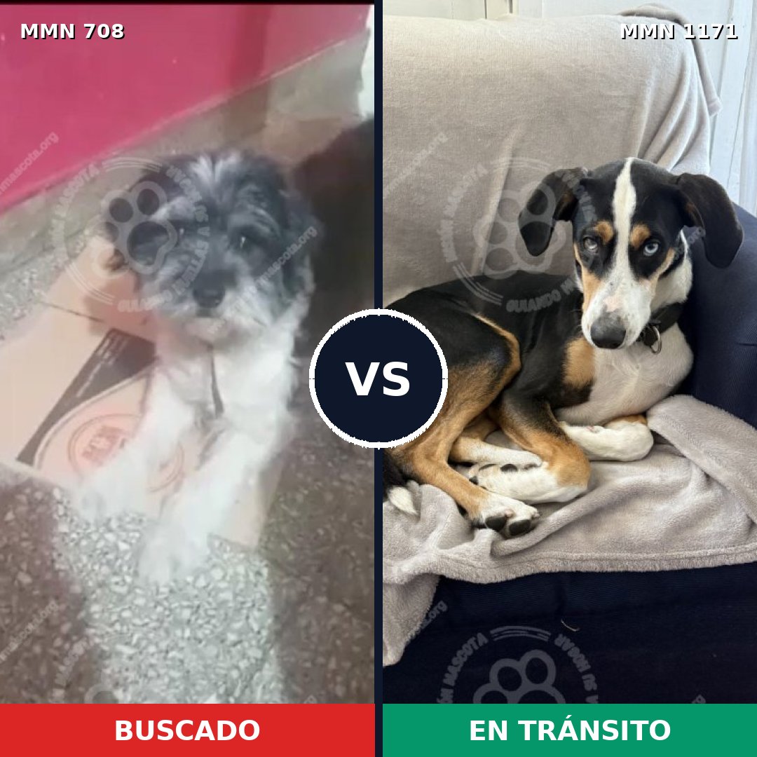 Comparativa MMS 17862: mascota perdida y mascota encontrada, 56% de similitud
