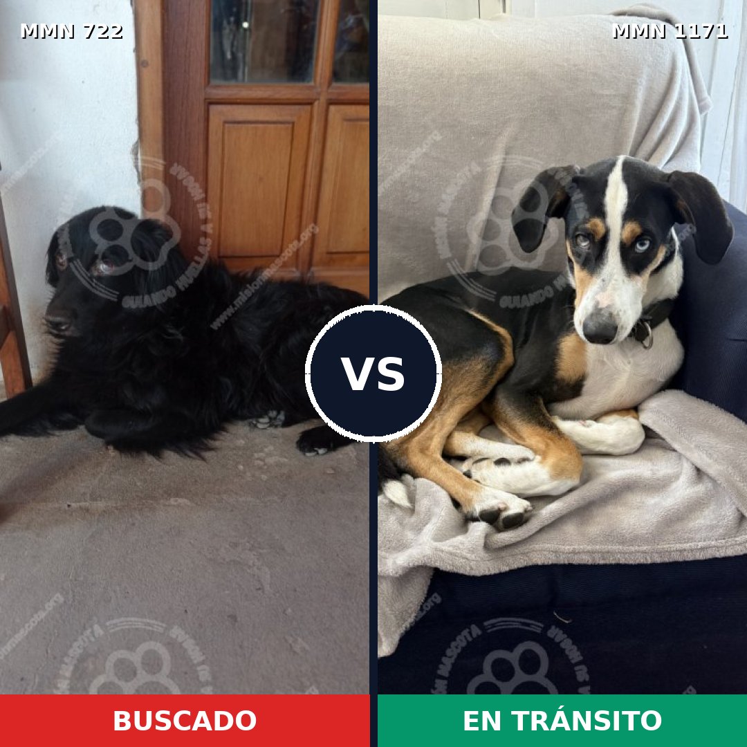 Comparativa MMS 17863: mascota perdida y mascota encontrada, 46% de similitud