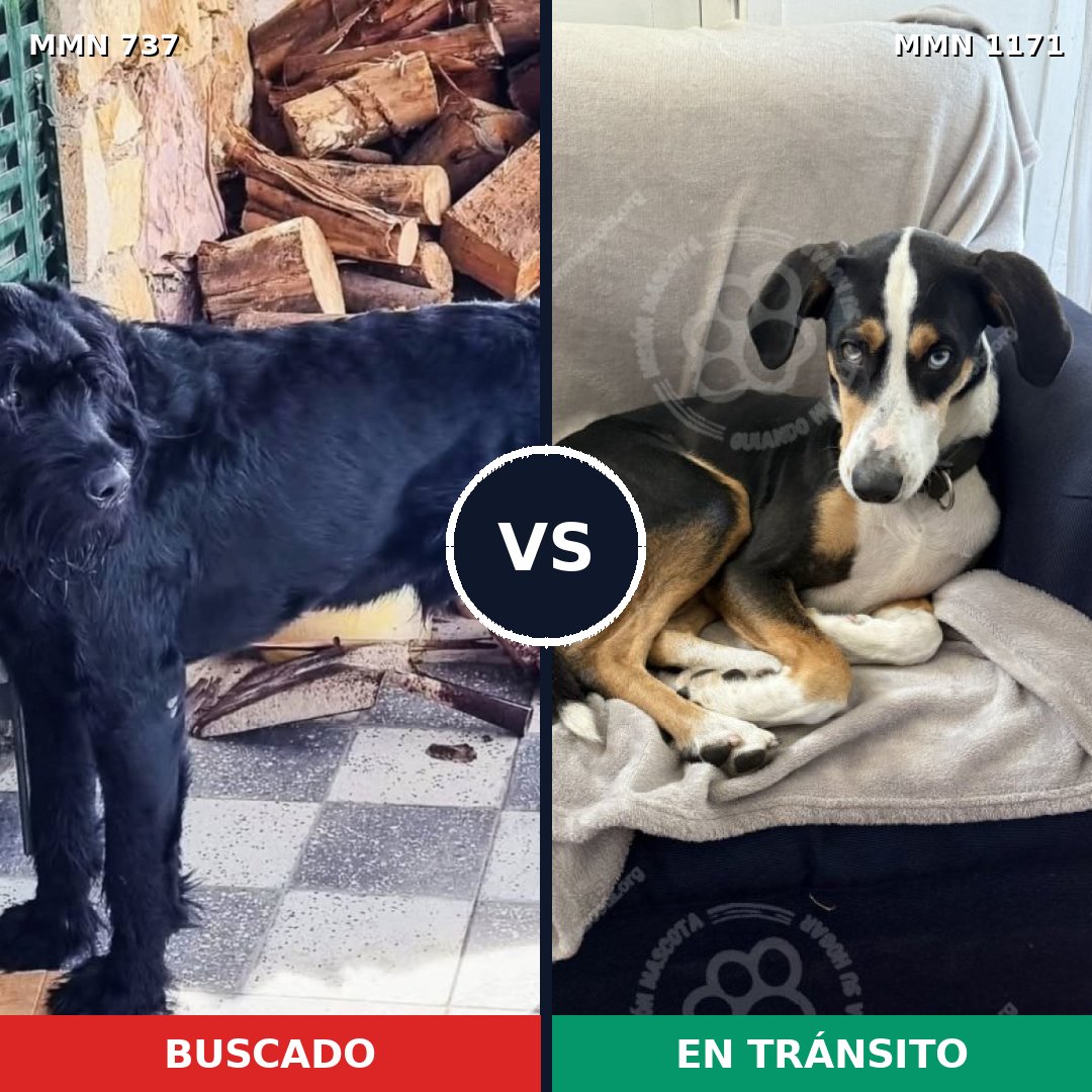Comparativa MMS 17864: mascota perdida y mascota encontrada, 25% de similitud