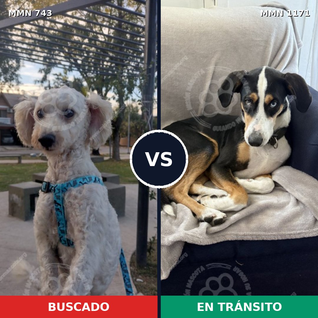Comparativa MMS 17866: mascota perdida y mascota encontrada, 55% de similitud