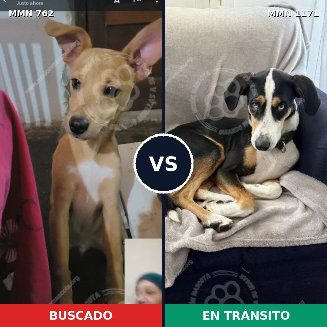 Comparativa MMS 17867: mascota perdida y mascota encontrada, 77% de similitud