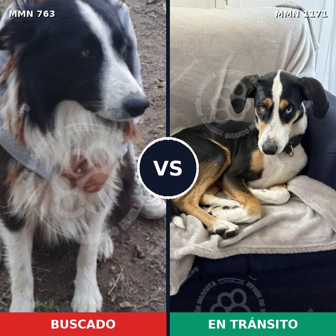 Comparativa MMS 17868: mascota perdida y mascota encontrada, 47% de similitud
