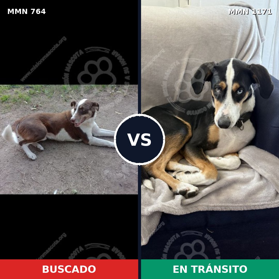 Comparativa MMS 17869: mascota perdida y mascota encontrada, 47% de similitud