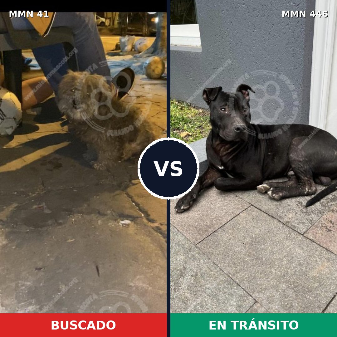 Comparativa MMS 1787: mascota perdida y mascota encontrada, 62% de similitud