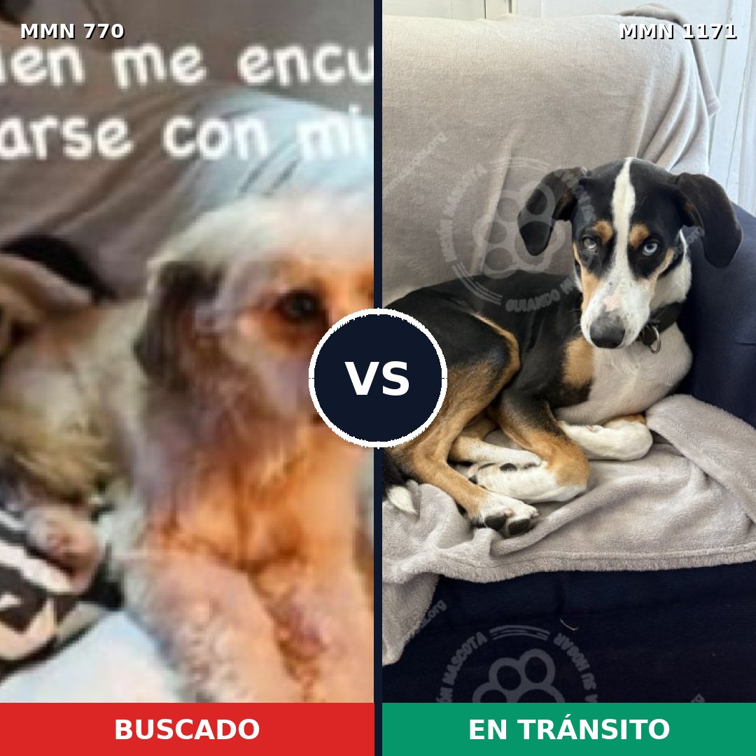 Comparativa MMS 17872: mascota perdida y mascota encontrada, 64% de similitud