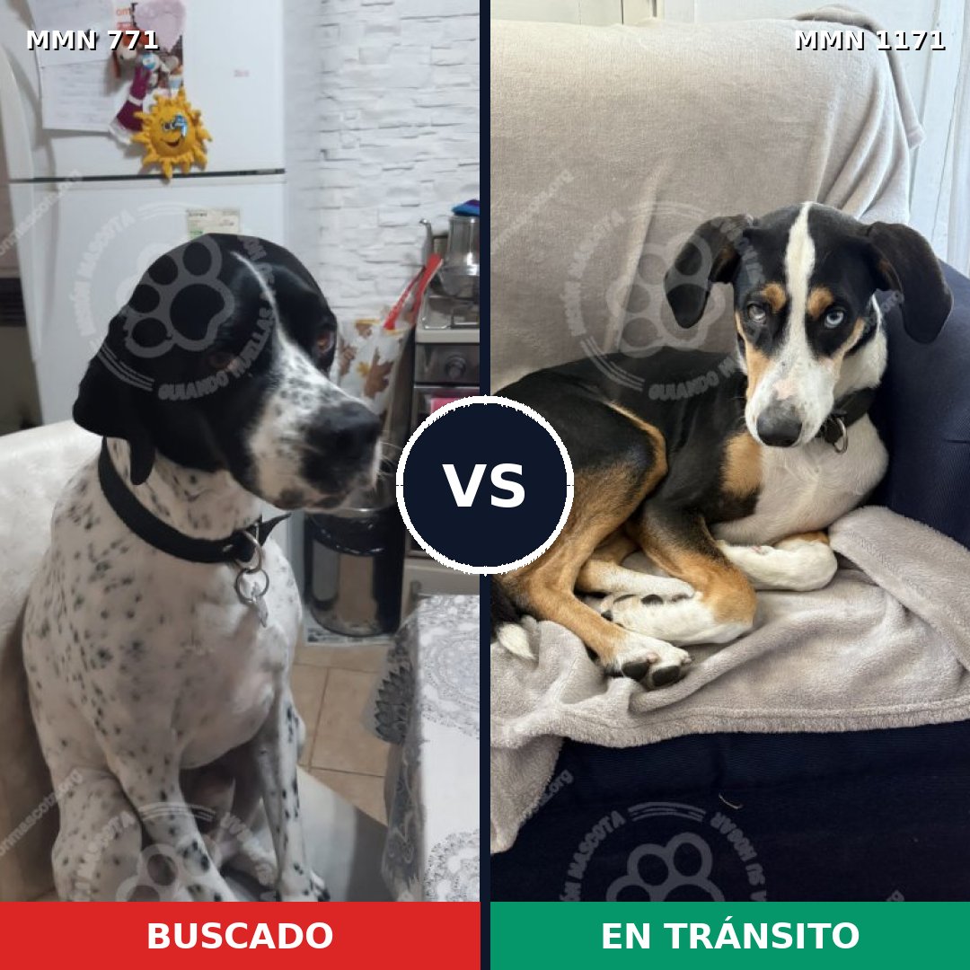 Comparativa MMS 17873: mascota perdida y mascota encontrada, 46% de similitud