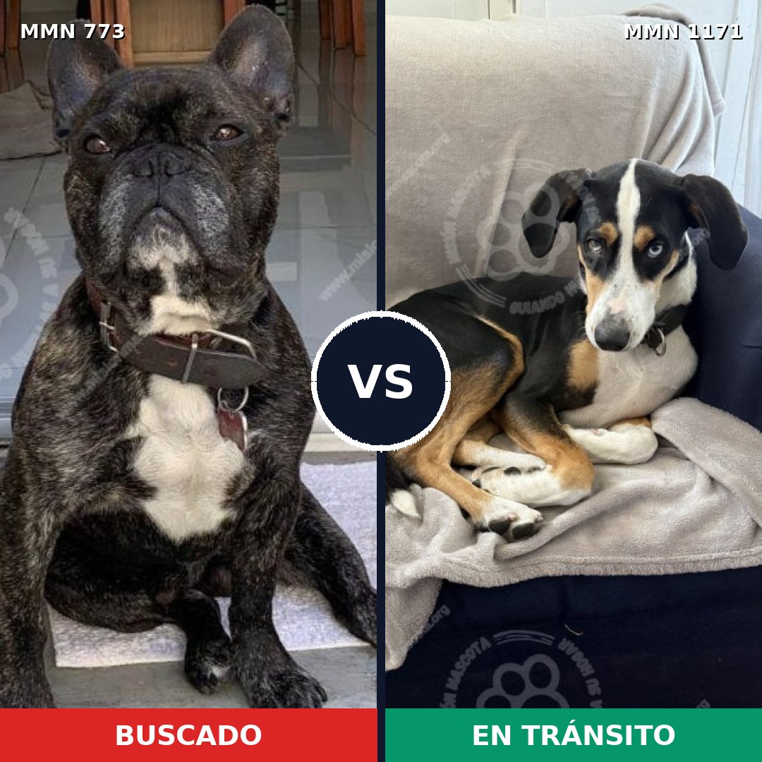 Comparativa MMS 17874: mascota perdida y mascota encontrada, 50% de similitud