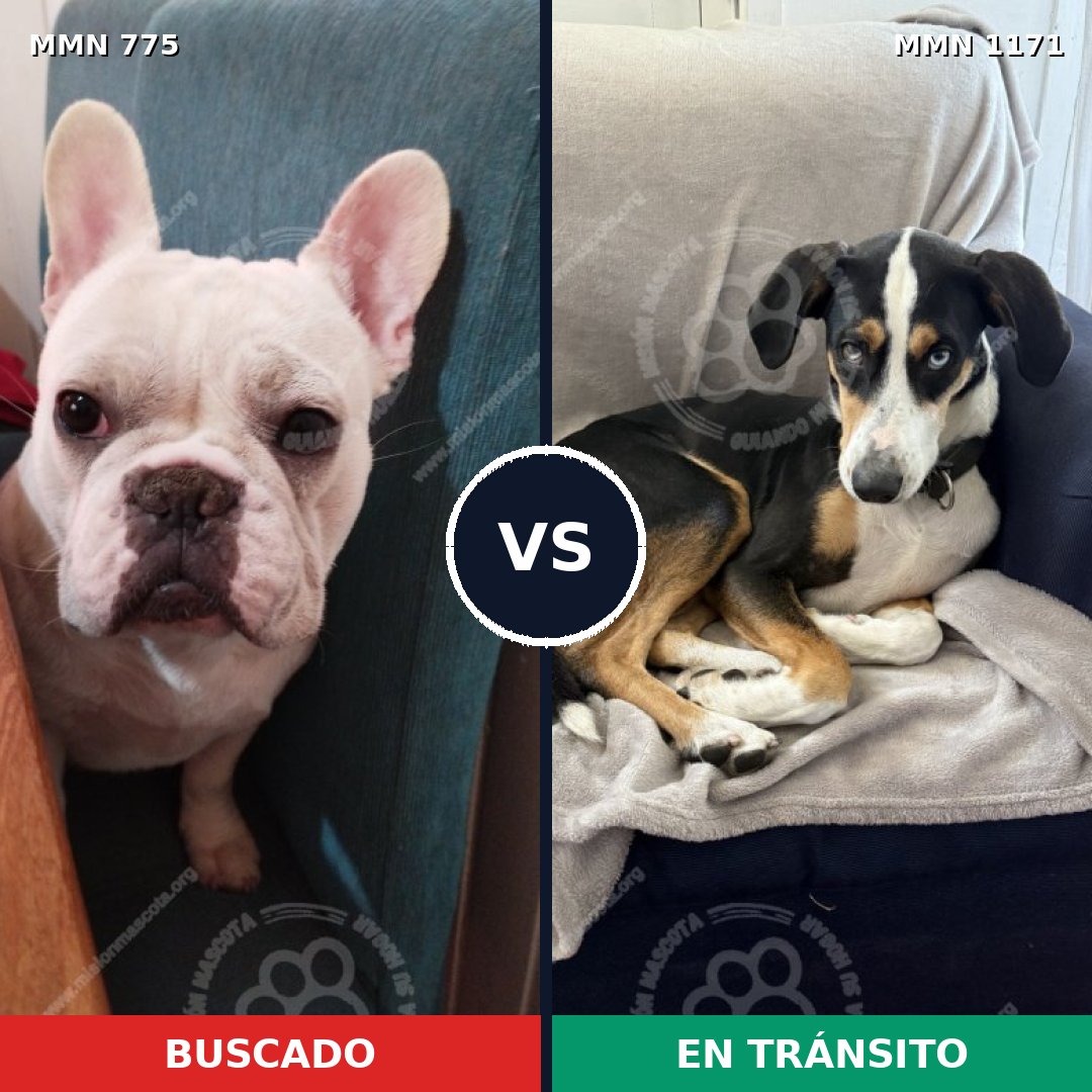 Comparativa MMS 17875: mascota perdida y mascota encontrada, 44% de similitud