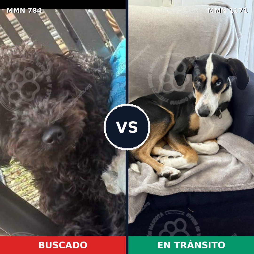 Comparativa MMS 17877: mascota perdida y mascota encontrada, 48% de similitud