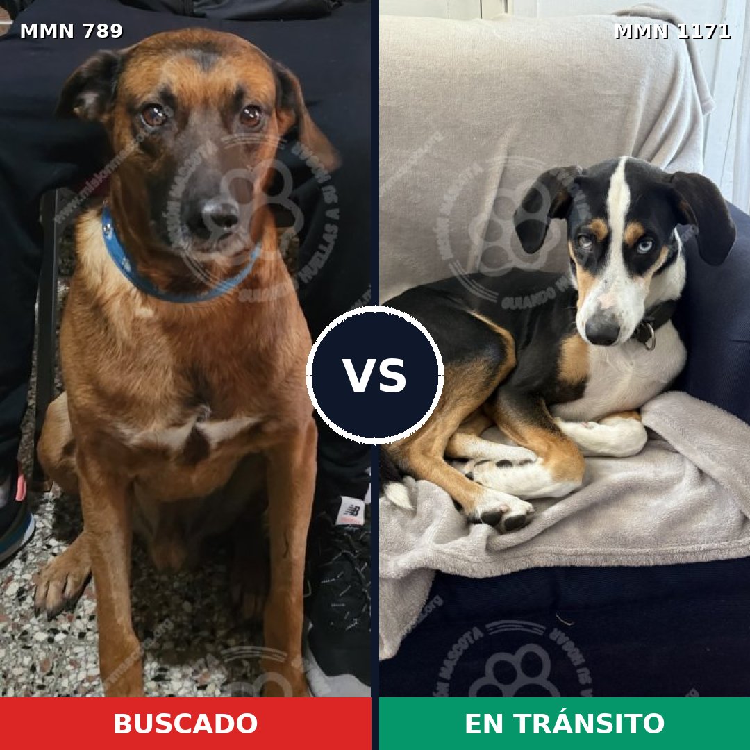 Comparativa MMS 17878: mascota perdida y mascota encontrada, 63% de similitud