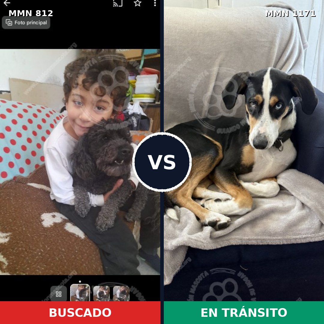 Comparativa MMS 17879: mascota perdida y mascota encontrada, 41% de similitud