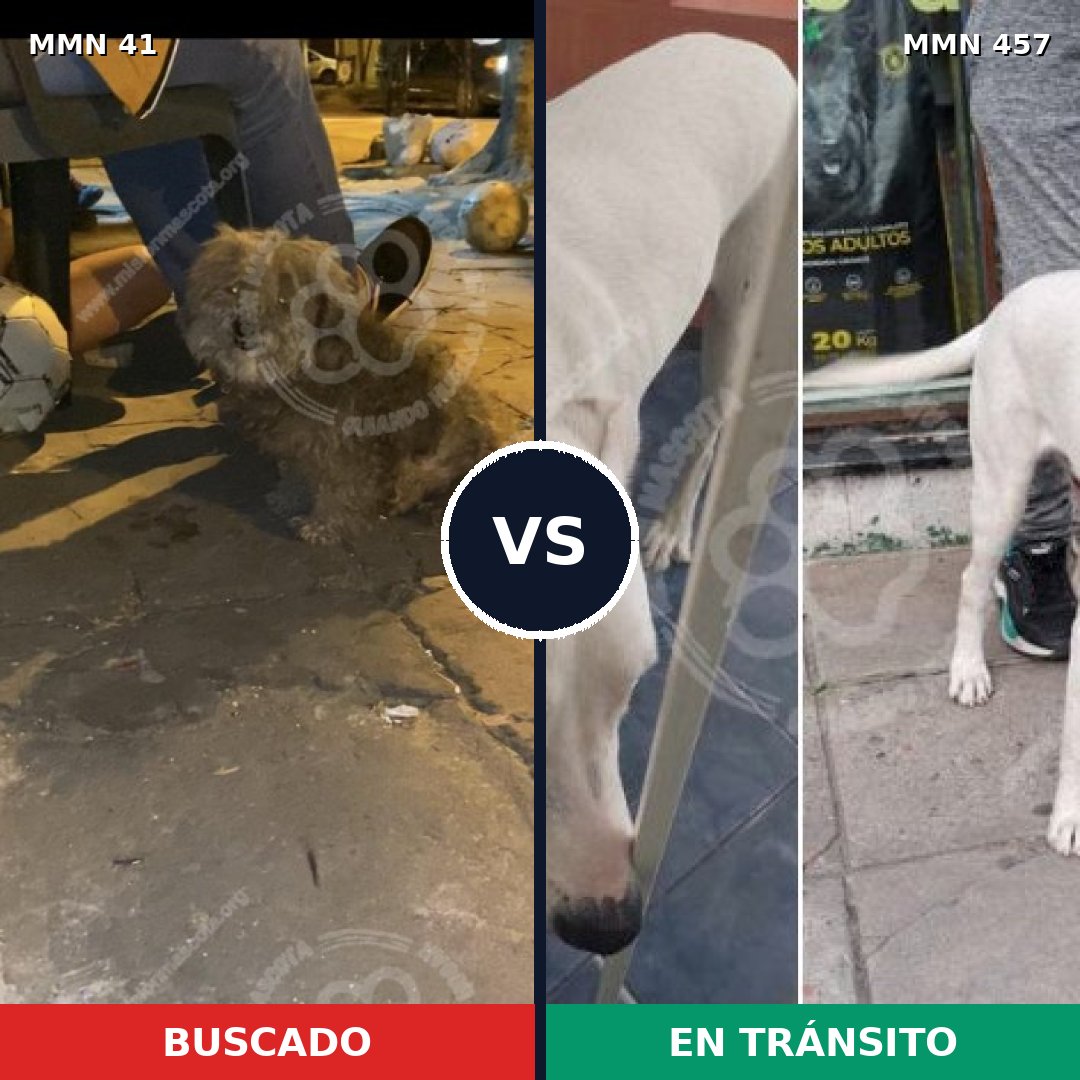 Comparativa MMS 1788: mascota perdida y mascota encontrada, 65% de similitud