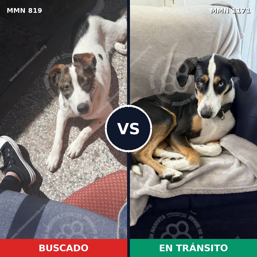 Comparativa MMS 17881: mascota perdida y mascota encontrada, 83% de similitud