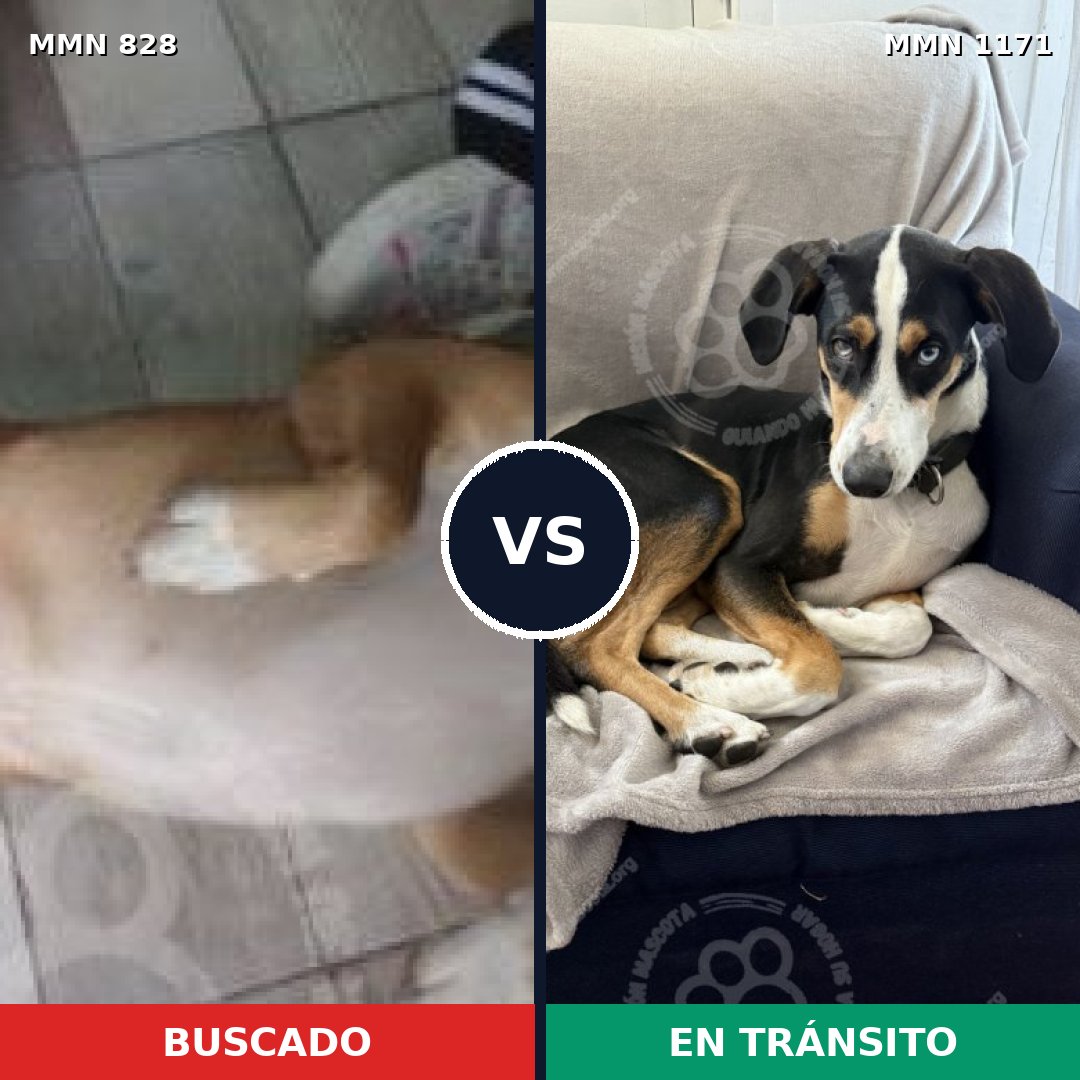 Comparativa MMS 17882: mascota perdida y mascota encontrada, 84% de similitud