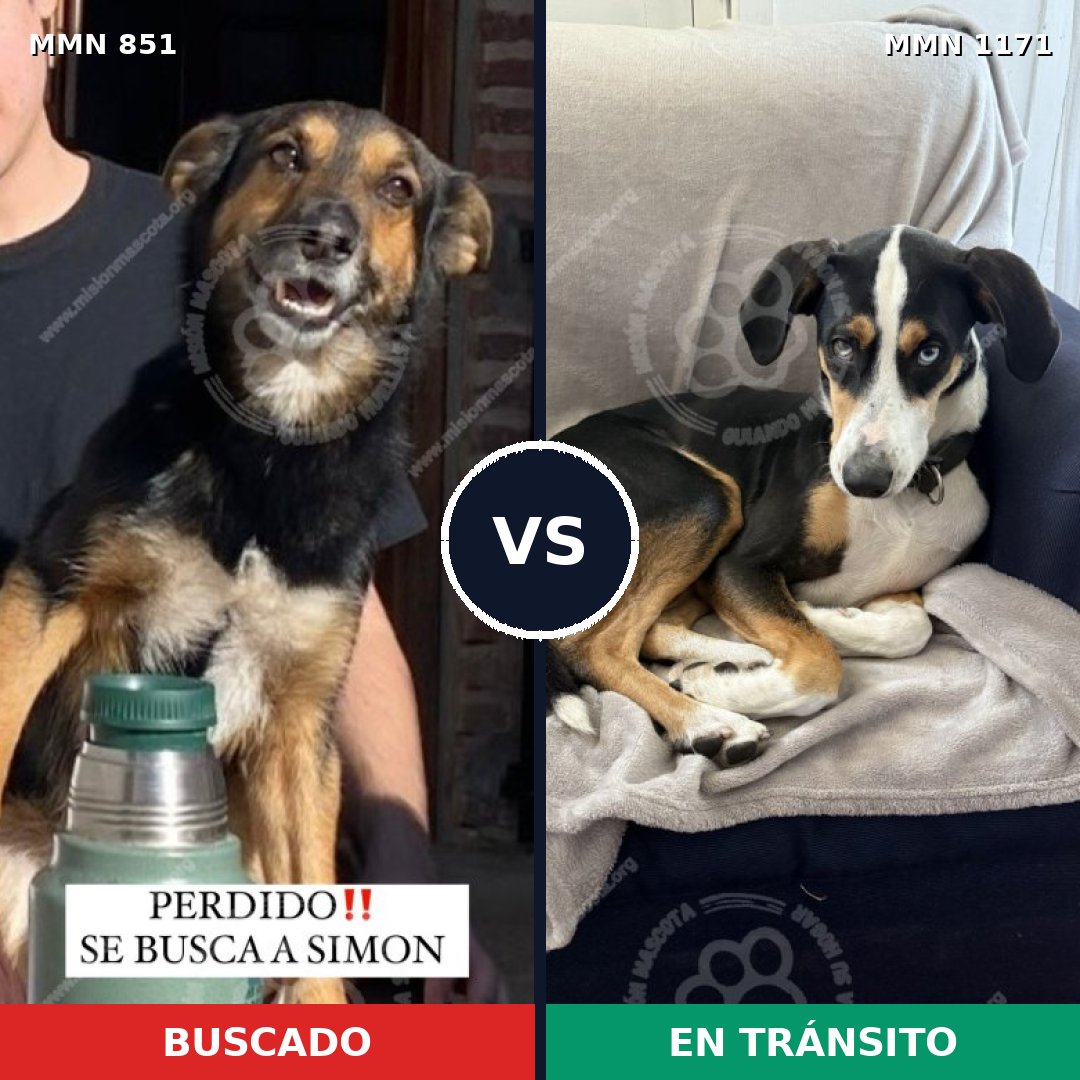 Comparativa MMS 17884: mascota perdida y mascota encontrada, 84% de similitud