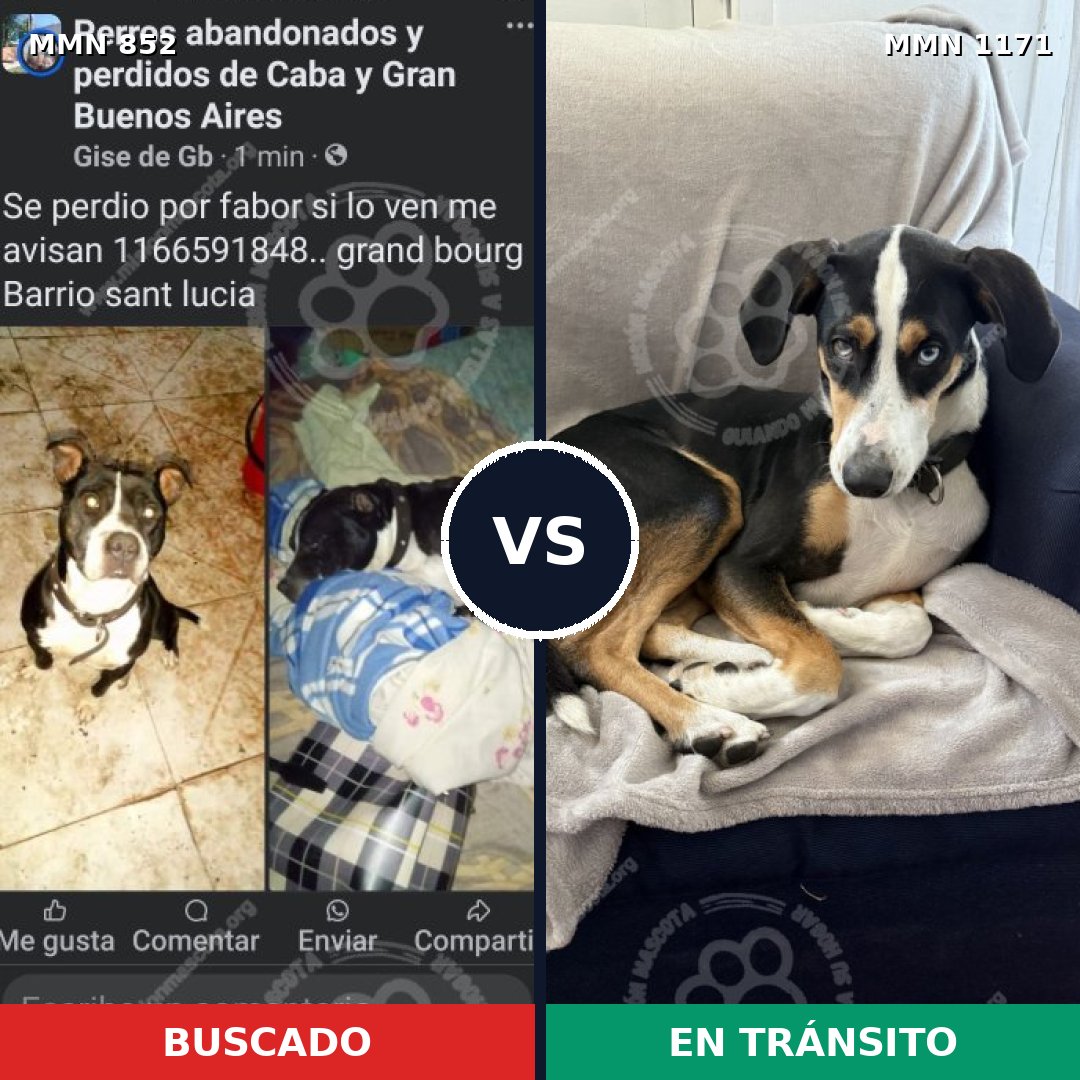 Comparativa MMS 17885: mascota perdida y mascota encontrada, 52% de similitud