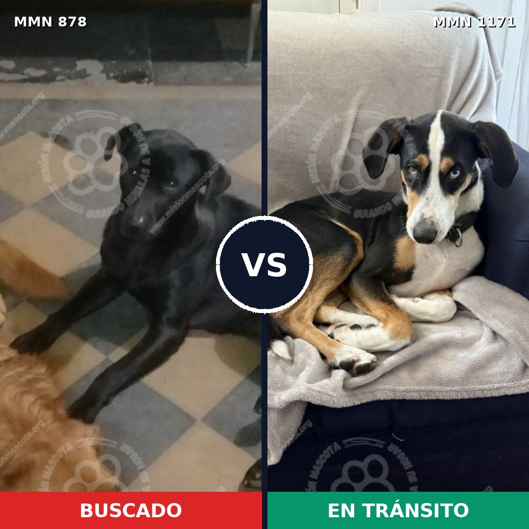Comparativa MMS 17888: mascota perdida y mascota encontrada, 58% de similitud