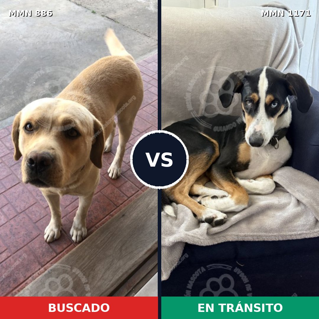 Comparativa MMS 17889: mascota perdida y mascota encontrada, 42% de similitud