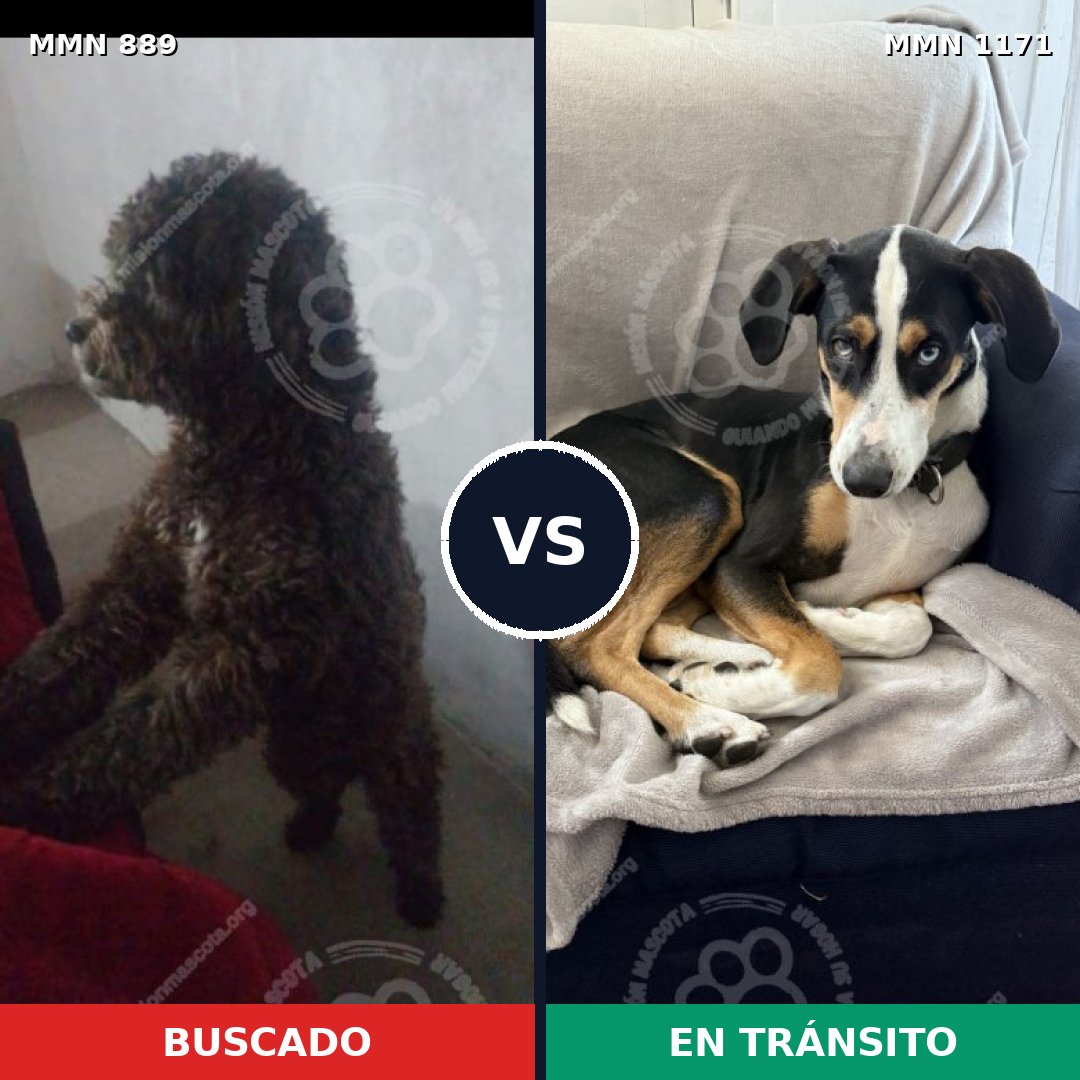 Comparativa MMS 17890: mascota perdida y mascota encontrada, 47% de similitud