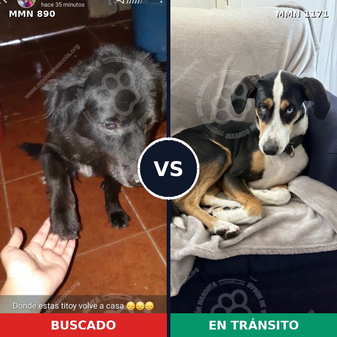 Comparativa MMS 17891: mascota perdida y mascota encontrada, 49% de similitud