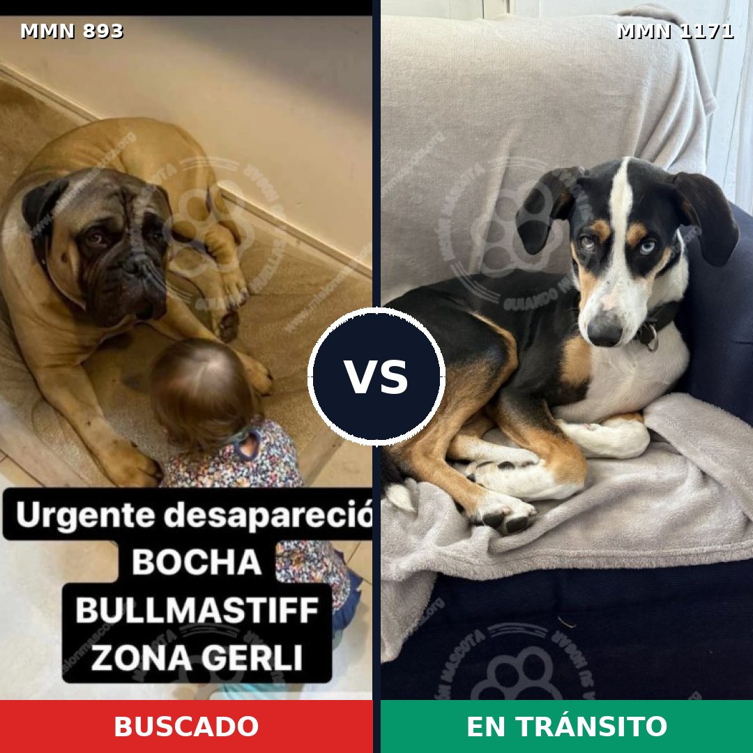 Comparativa MMS 17892: mascota perdida y mascota encontrada, 30% de similitud