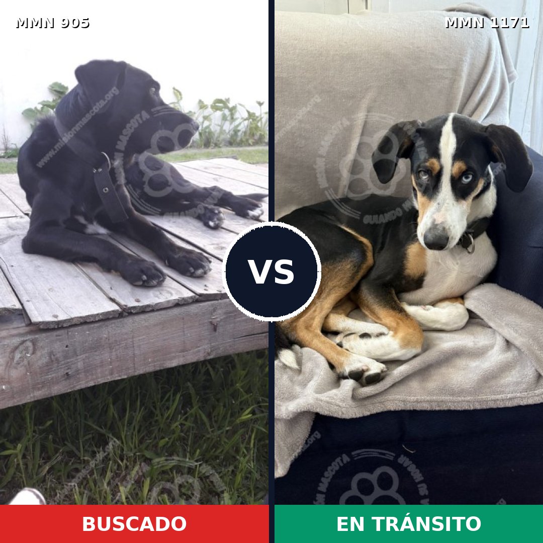 Comparativa MMS 17894: mascota perdida y mascota encontrada, 87% de similitud