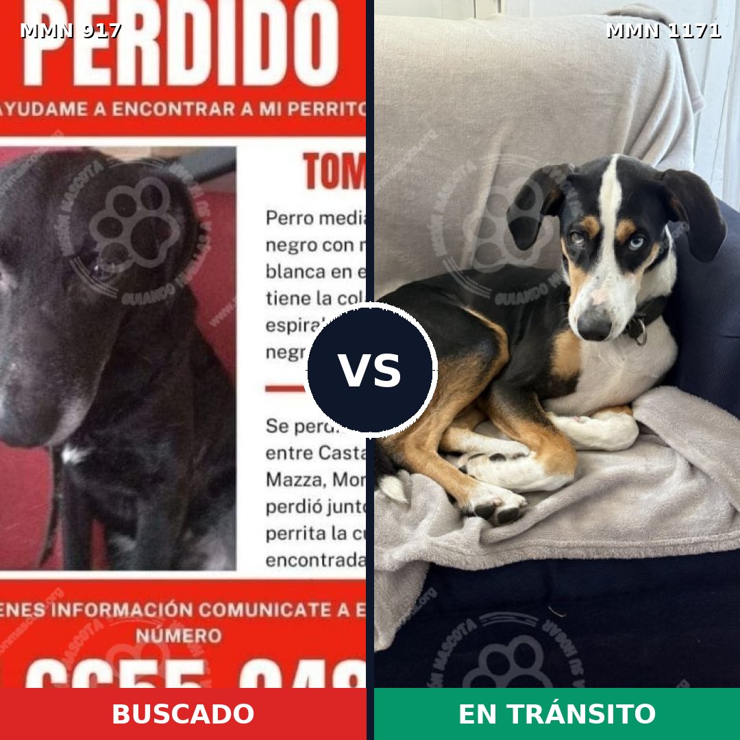 Comparativa MMS 17896: mascota perdida y mascota encontrada, 60% de similitud