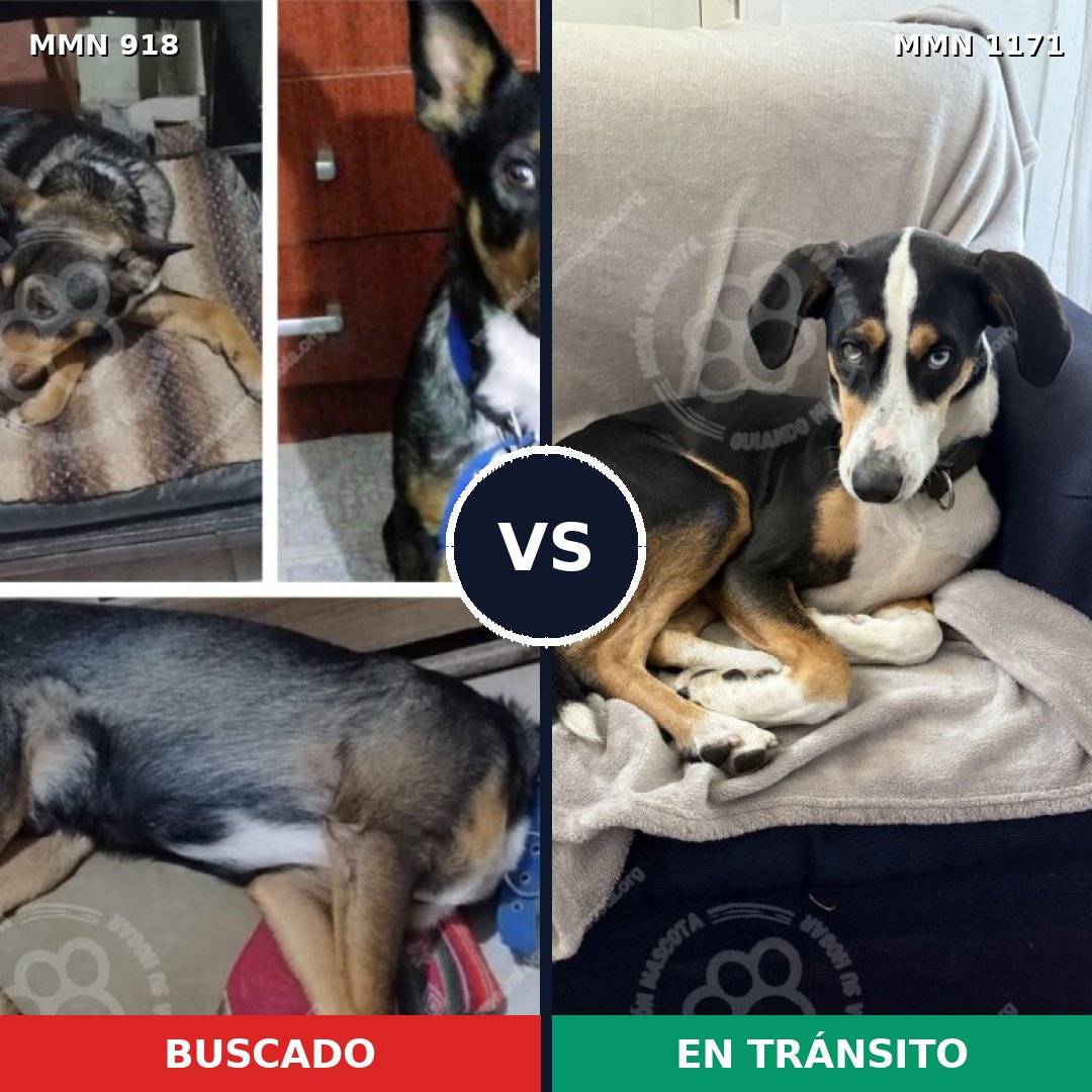 Comparativa MMS 17897: mascota perdida y mascota encontrada, 47% de similitud