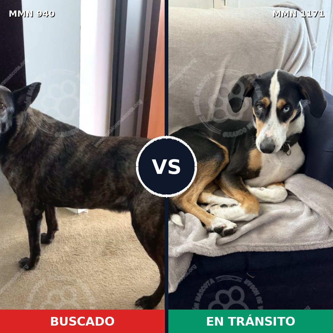 Comparativa MMS 17899: mascota perdida y mascota encontrada, 53% de similitud
