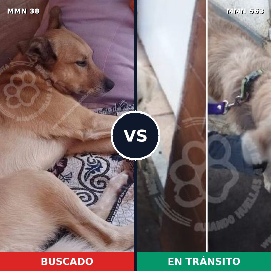 Comparativa MMS 179: mascota perdida y mascota encontrada, 54% de similitud