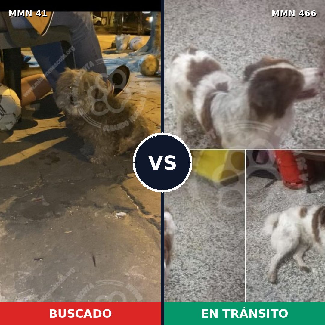 Comparativa MMS 1790: mascota perdida y mascota encontrada, 63% de similitud