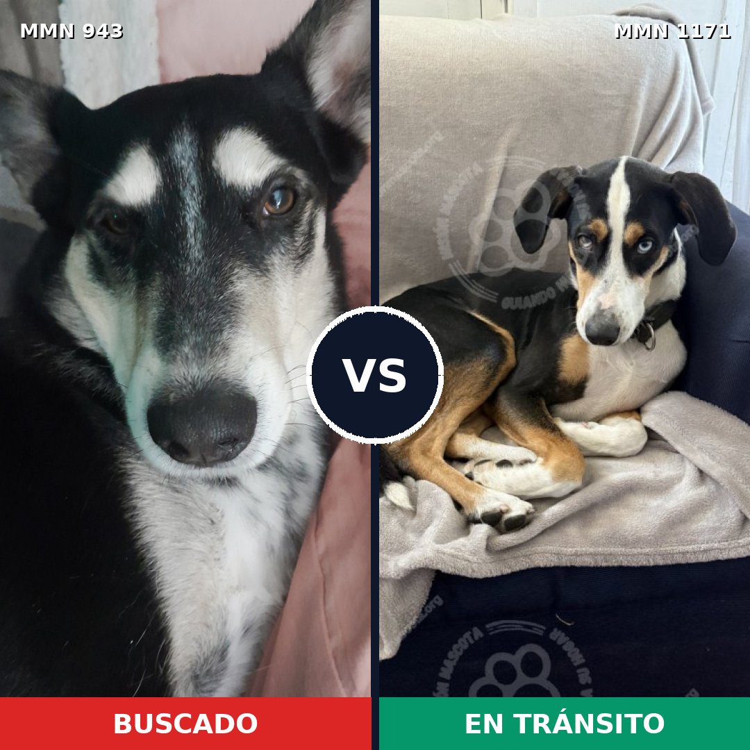 Comparativa MMS 17900: mascota perdida y mascota encontrada, 78% de similitud