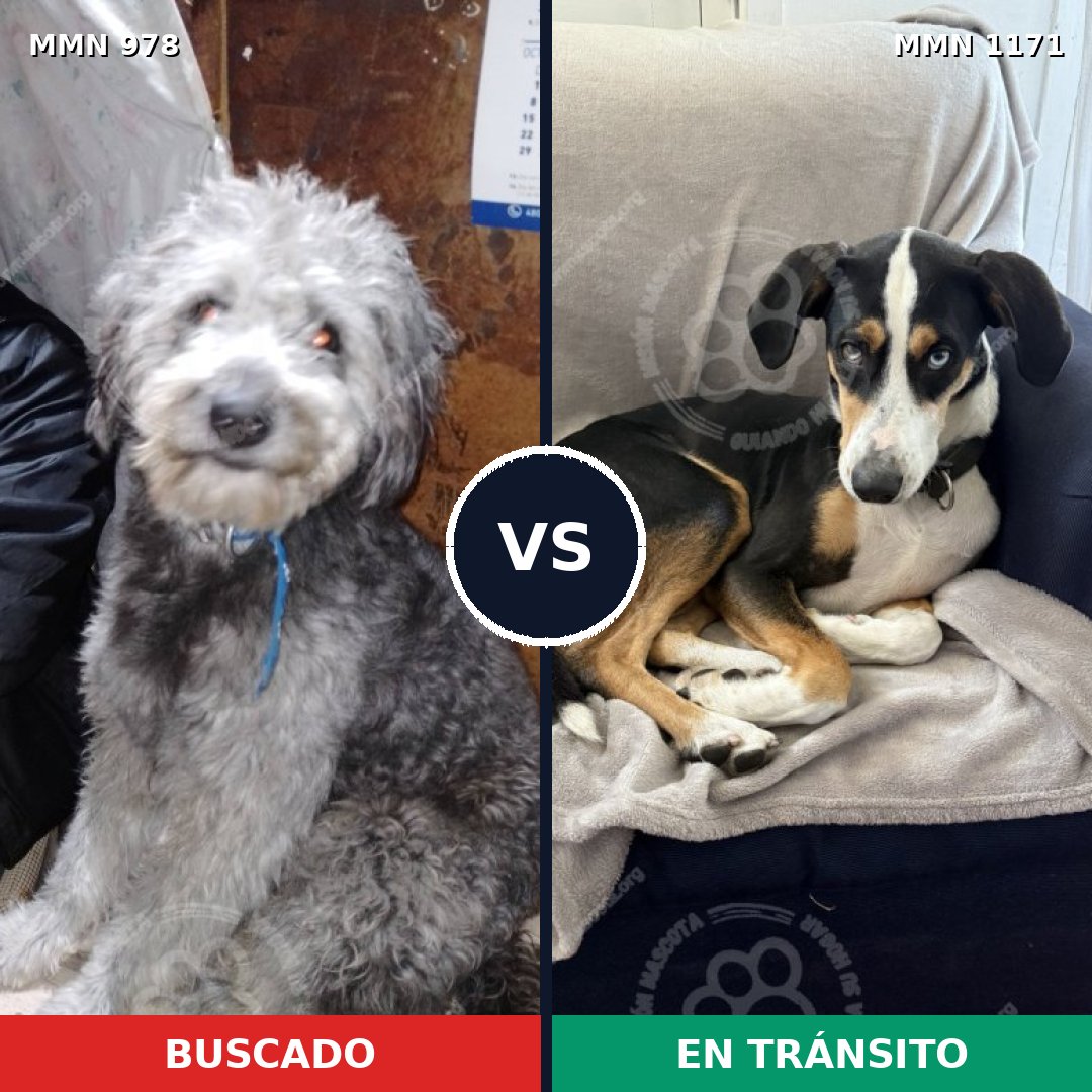 Comparativa MMS 17904: mascota perdida y mascota encontrada, 56% de similitud