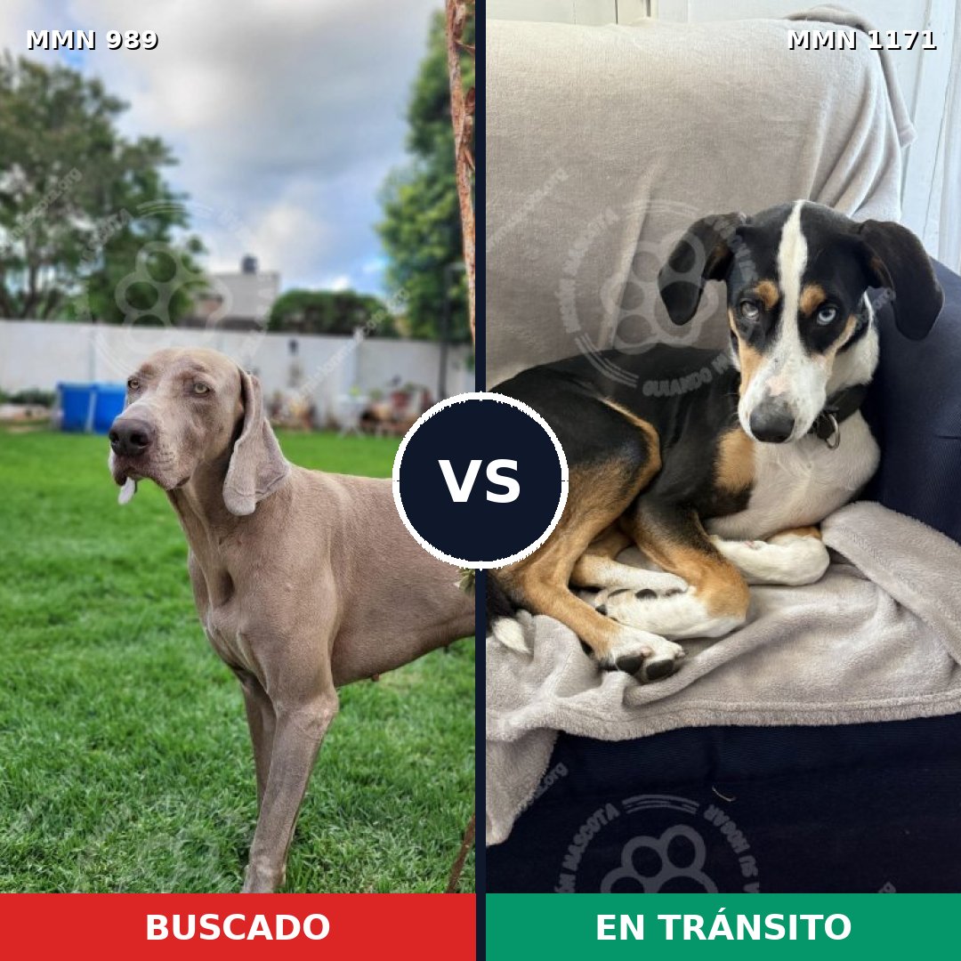 Comparativa MMS 17906: mascota perdida y mascota encontrada, 42% de similitud