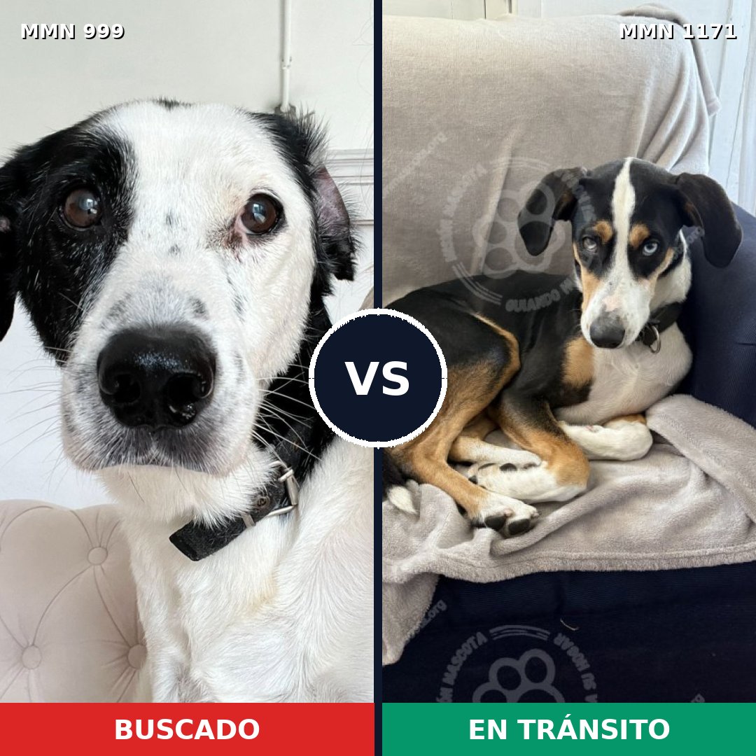 Comparativa MMS 17907: mascota perdida y mascota encontrada, 53% de similitud
