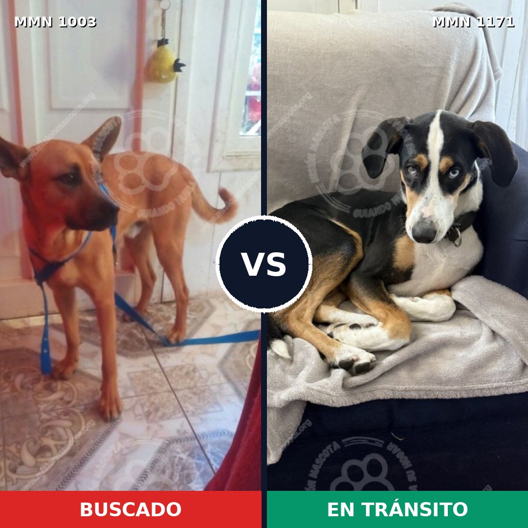 Comparativa MMS 17908: mascota perdida y mascota encontrada, 42% de similitud