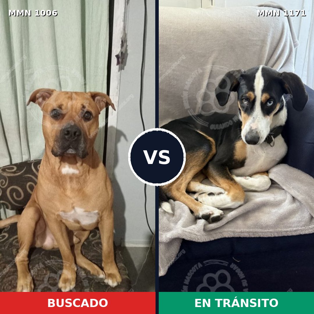 Comparativa MMS 17909: mascota perdida y mascota encontrada, 77% de similitud