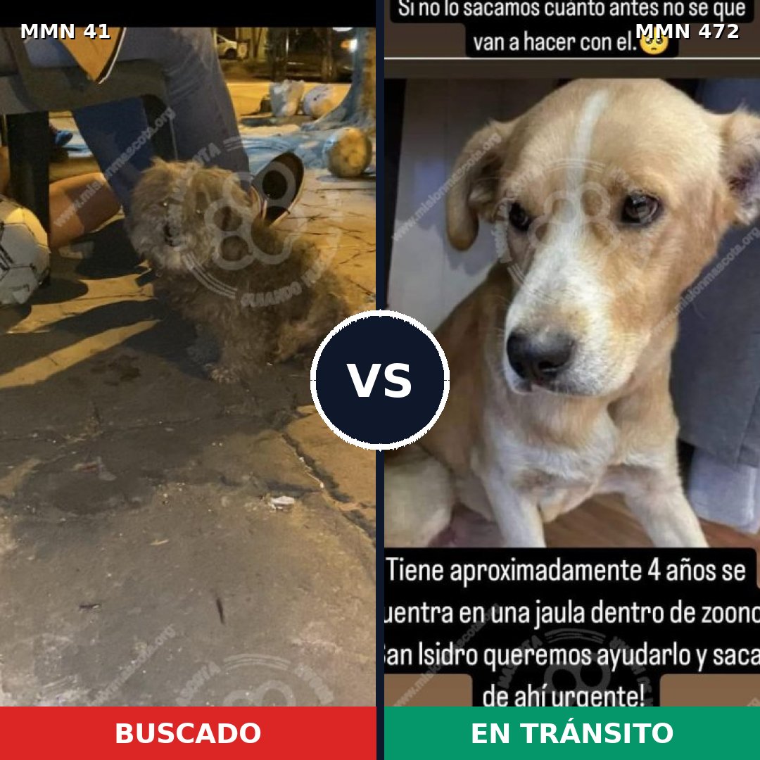 Comparativa MMS 1791: mascota perdida y mascota encontrada, 62% de similitud
