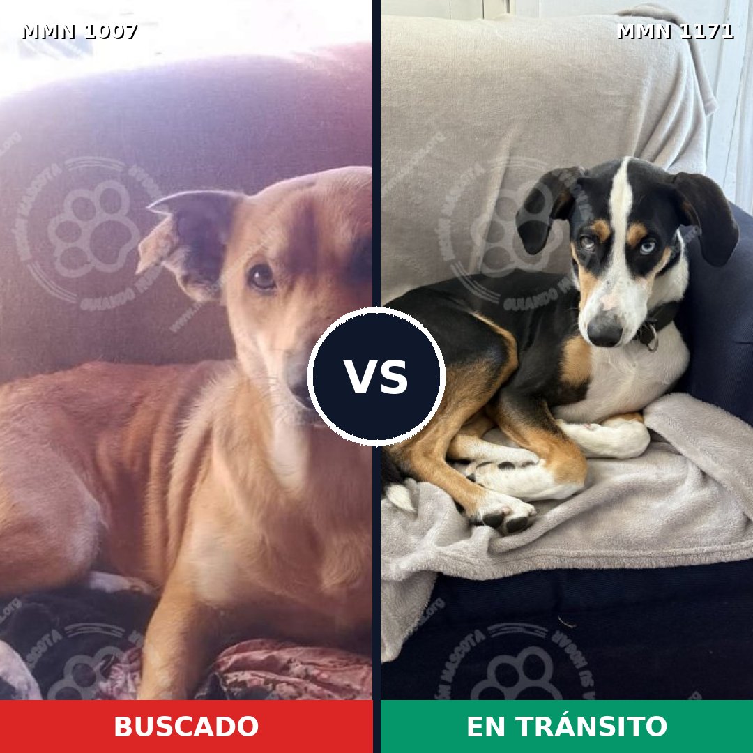 Comparativa MMS 17910: mascota perdida y mascota encontrada, 85% de similitud