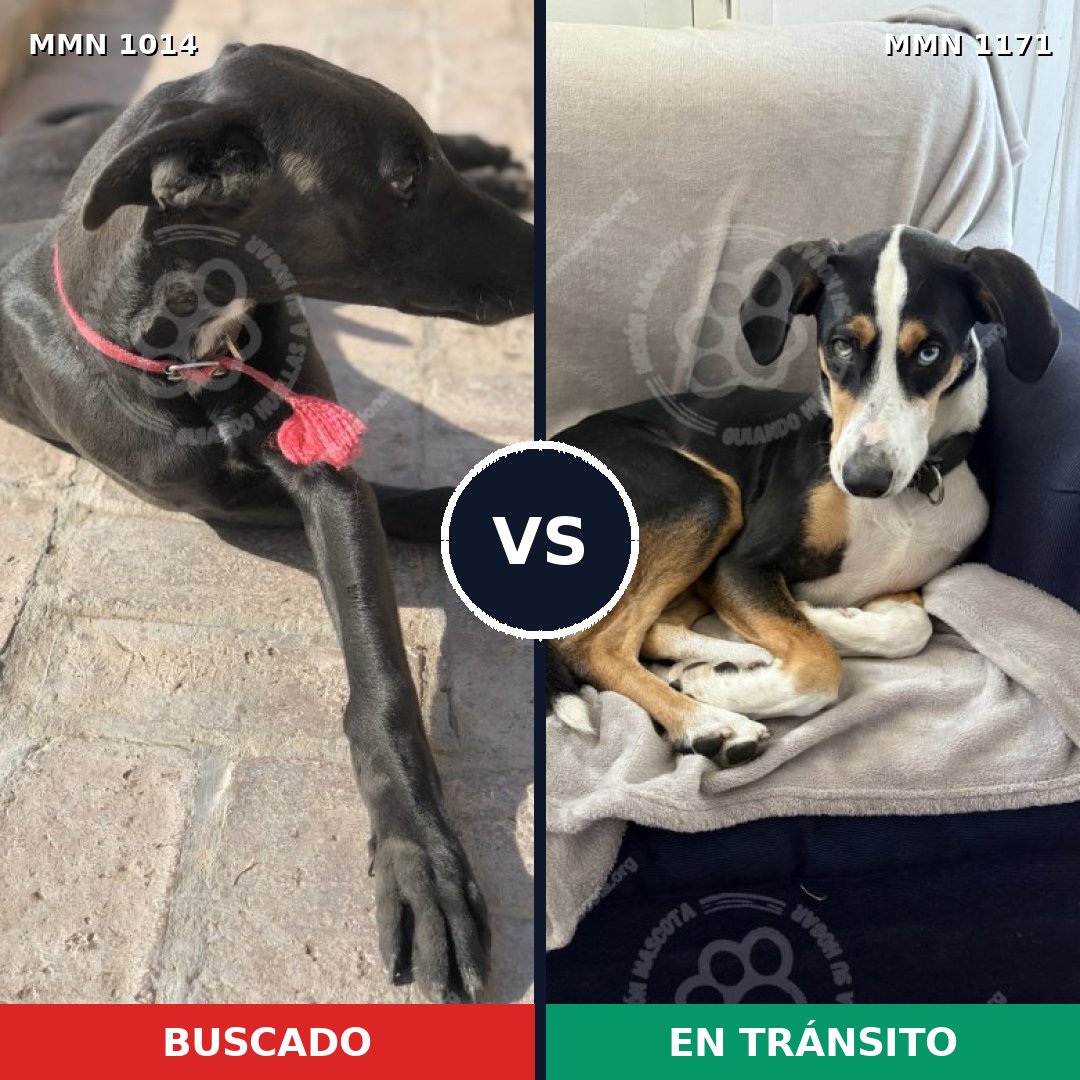 Comparativa MMS 17911: mascota perdida y mascota encontrada, 47% de similitud