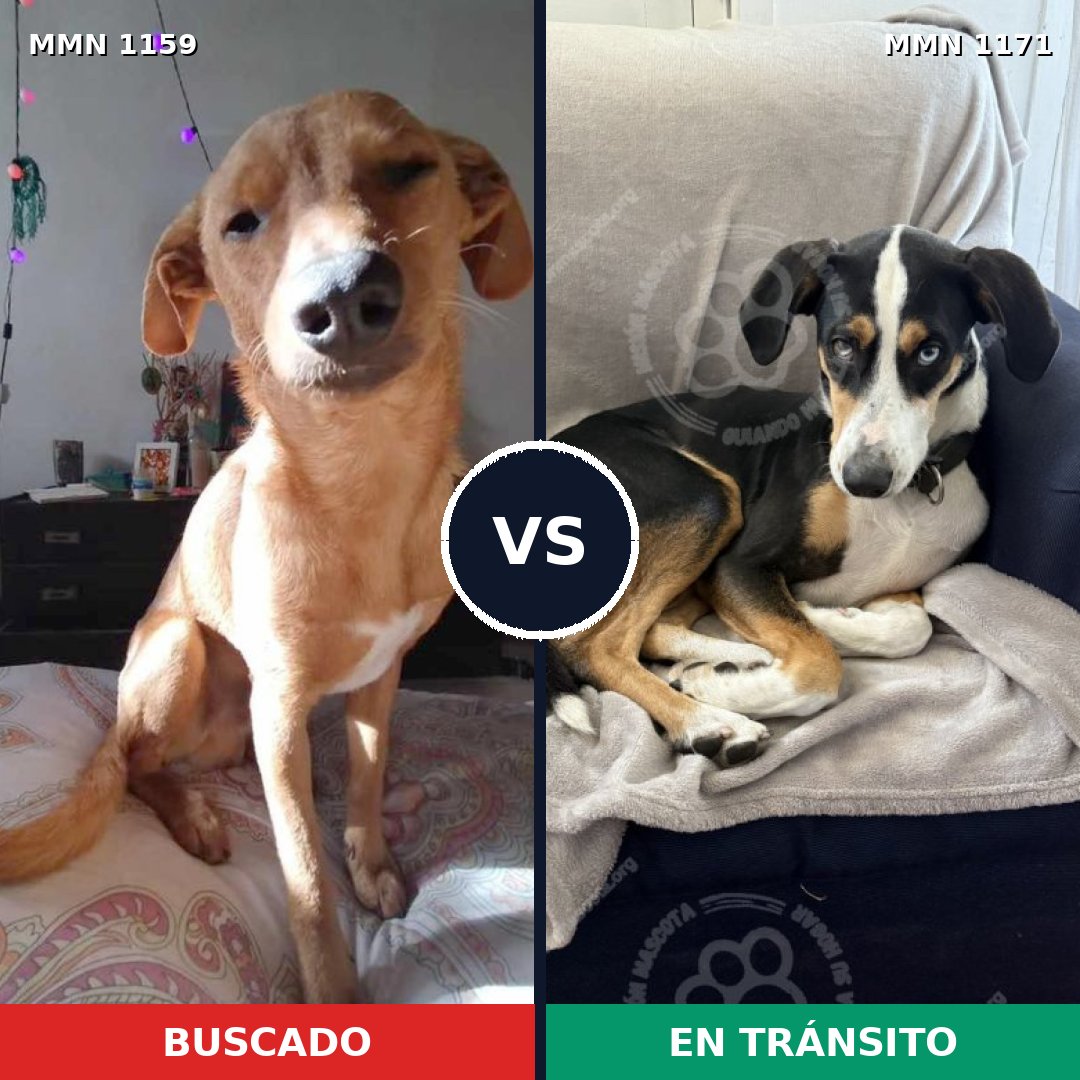 Comparativa MMS 17913: mascota perdida y mascota encontrada, 76% de similitud