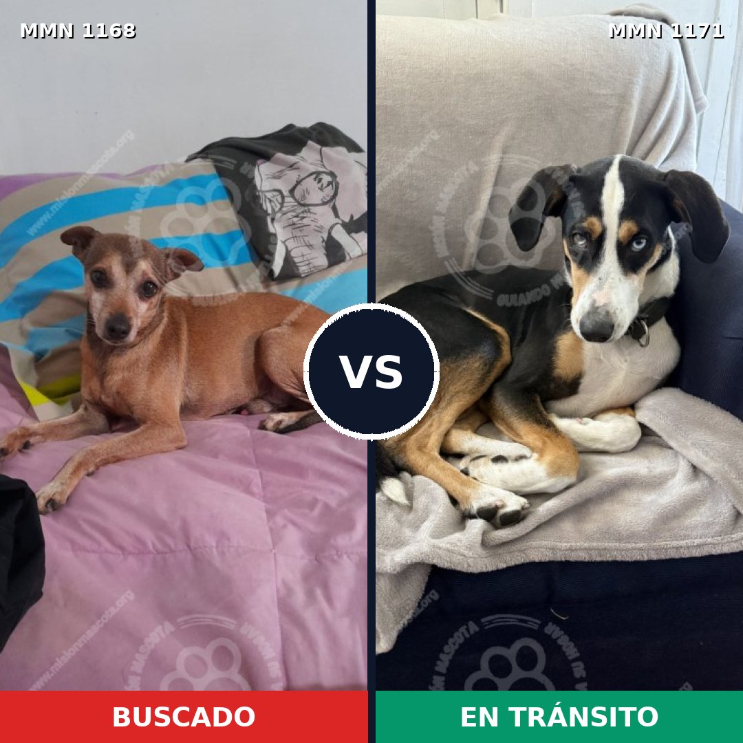 Comparativa MMS 17915: mascota perdida y mascota encontrada, 45% de similitud