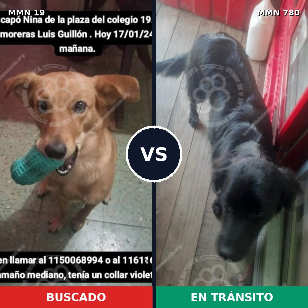 Comparativa MMS 17916: mascota perdida y mascota encontrada, 58% de similitud