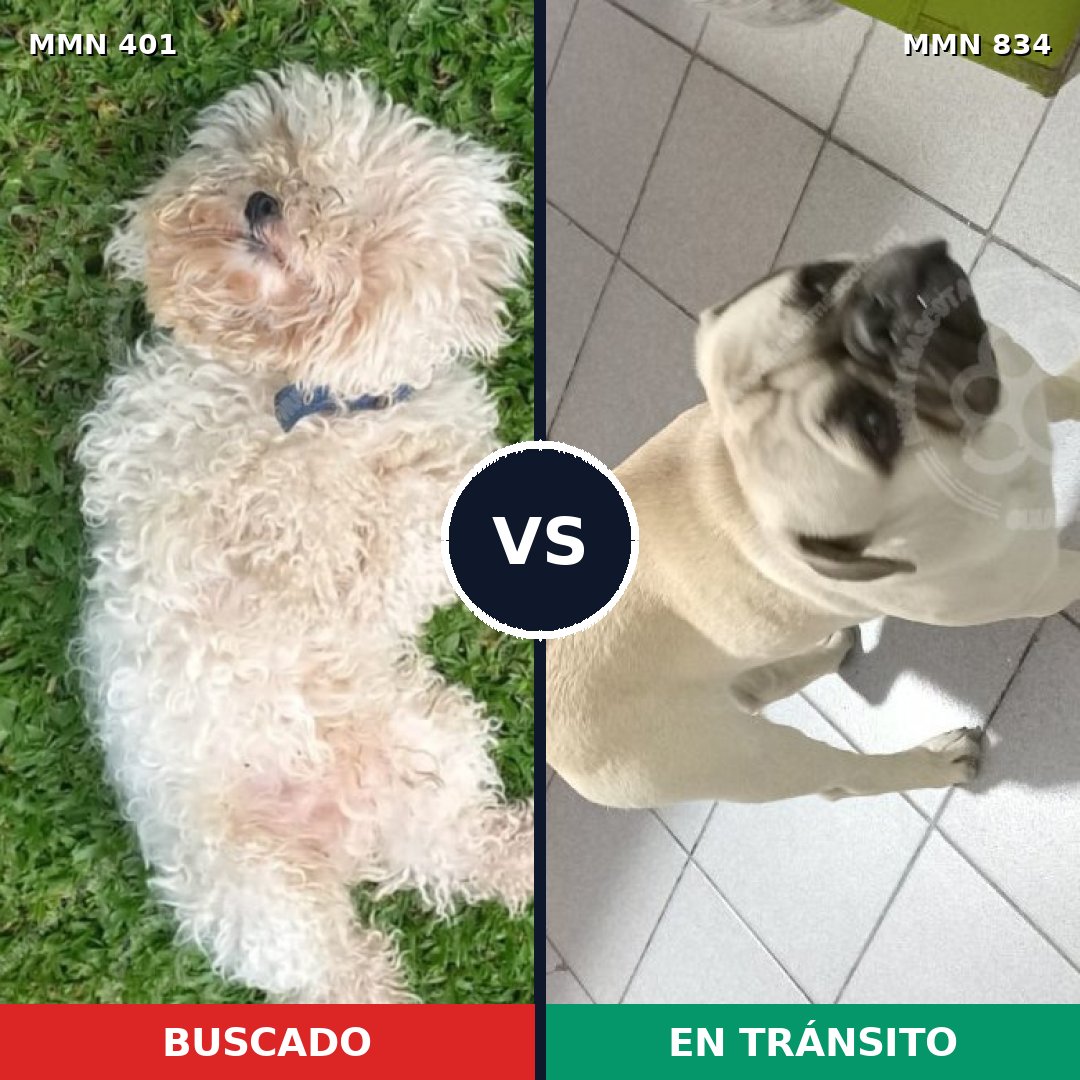 Comparativa MMS 17917: mascota perdida y mascota encontrada, 27% de similitud