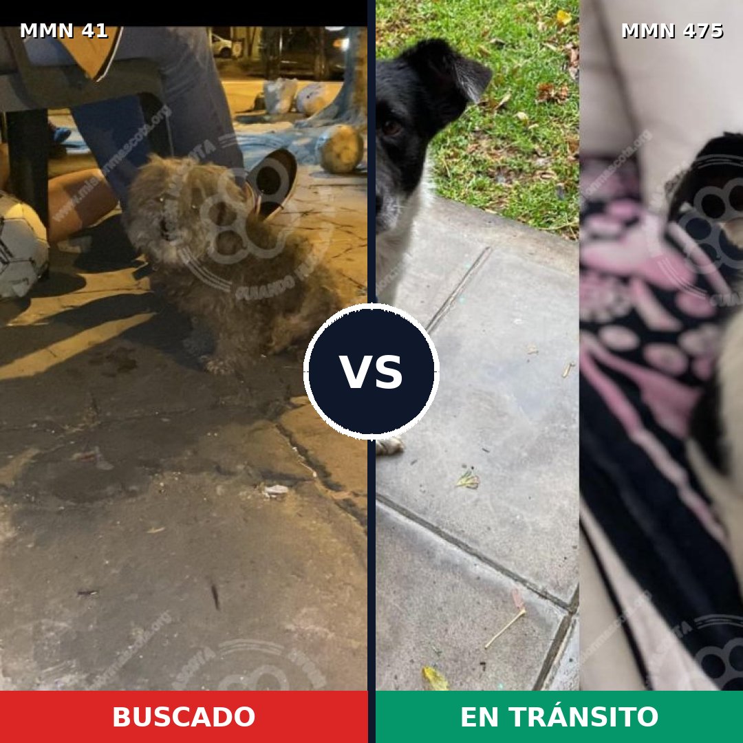 Comparativa MMS 1792: mascota perdida y mascota encontrada, 62% de similitud