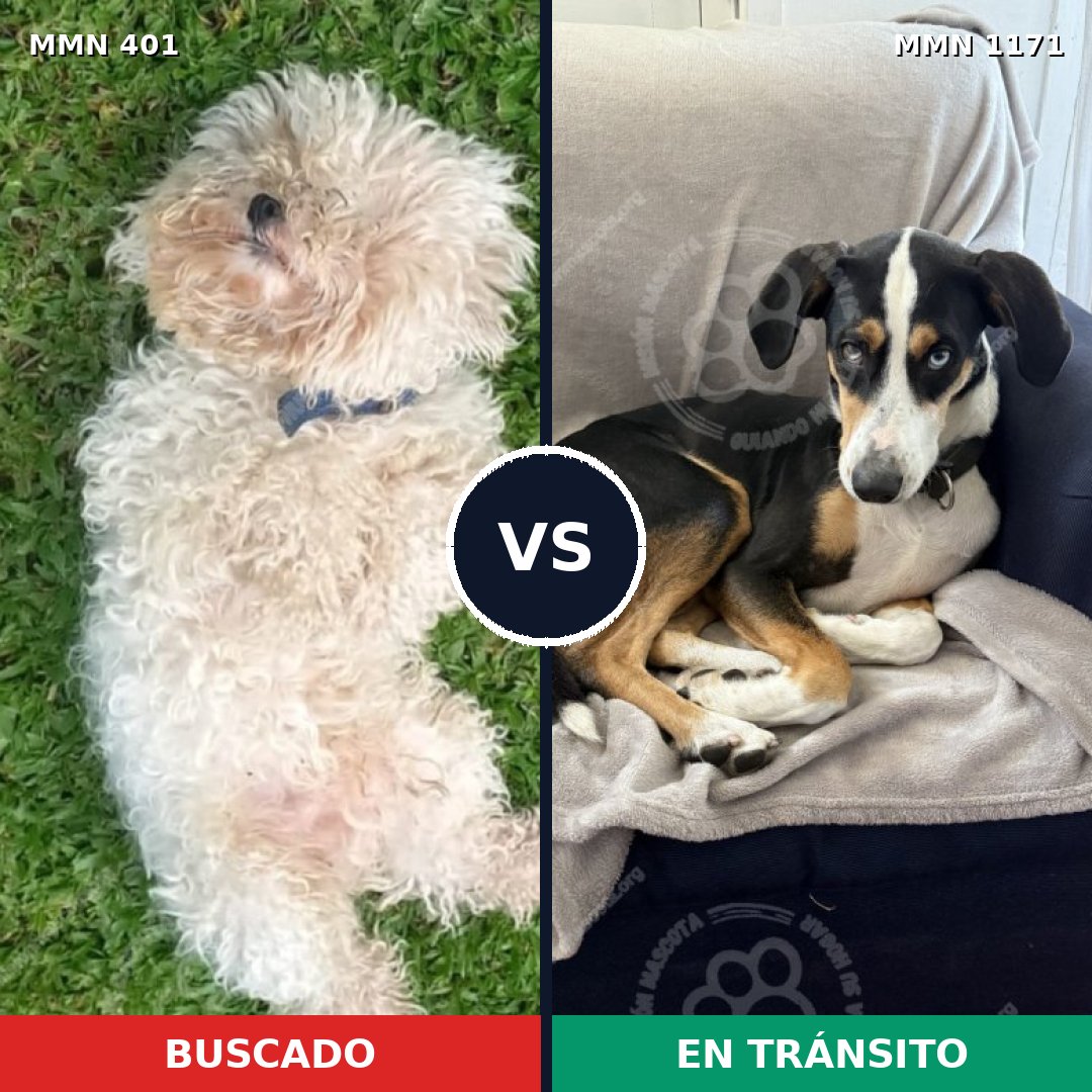 Comparativa MMS 17920: mascota perdida y mascota encontrada, 21% de similitud